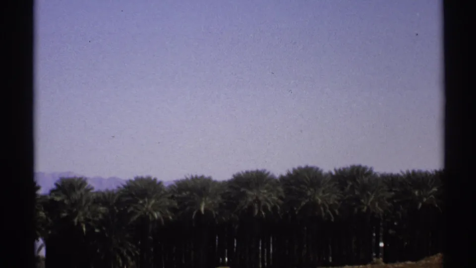 1972 Arizona 8mm frame showing palms clustered along the bottom of the frame under a clear, lightly faded sky.