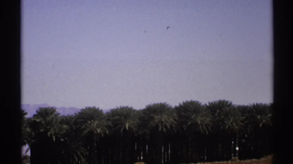 1972 Arizona 8mm frame showing a dense palm grove, distant mountains, and open blue sky at the start of the clip.