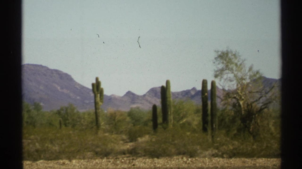 Saguaros and desert shrubs with mountains in the distance.