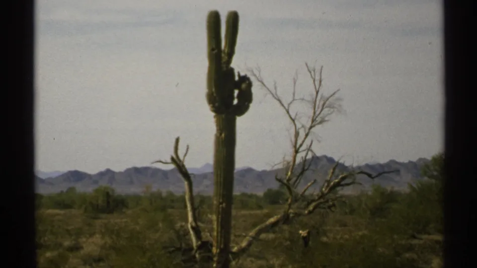 1972 Arizona desert frame showing a tall saguaro, leafless branches, low shrubs, and distant mountain ridges under a pale sky.