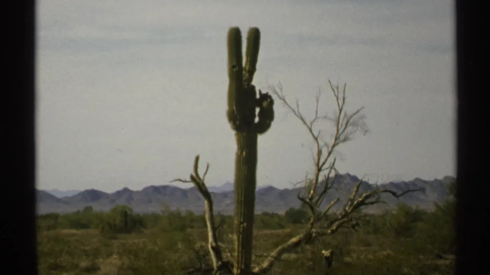 1972 Arizona desert view with a central saguaro, sparse brush, bare branches, and blue-gray mountains in the distance.