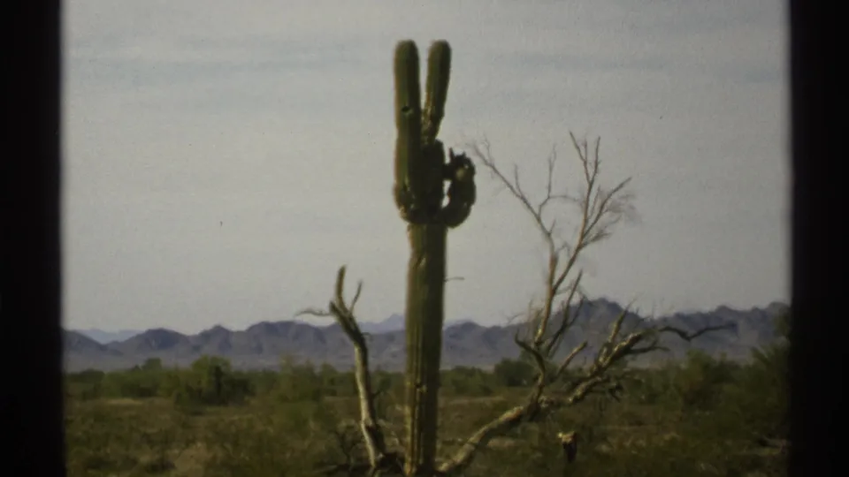 1972 Arizona desert frame showing a saguaro beside leafless branches, low vegetation, and a mountain range under hazy daylight.