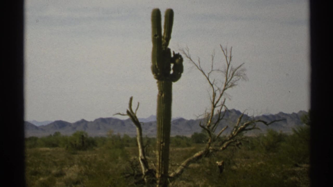 Tall saguaro cactus in desert scrub with a leafless tree and distant mountains.