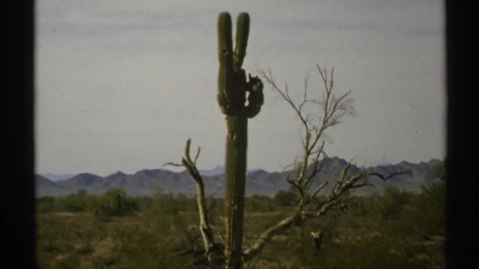 1972 Arizona 8mm frame showing a tall saguaro, sparse desert shrubs, a bare tree, and hazy mountains under a pale sky.