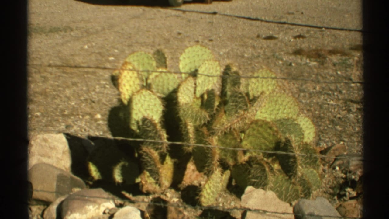 Prickly pear cactus growing behind wire fence in rocky desert soil.