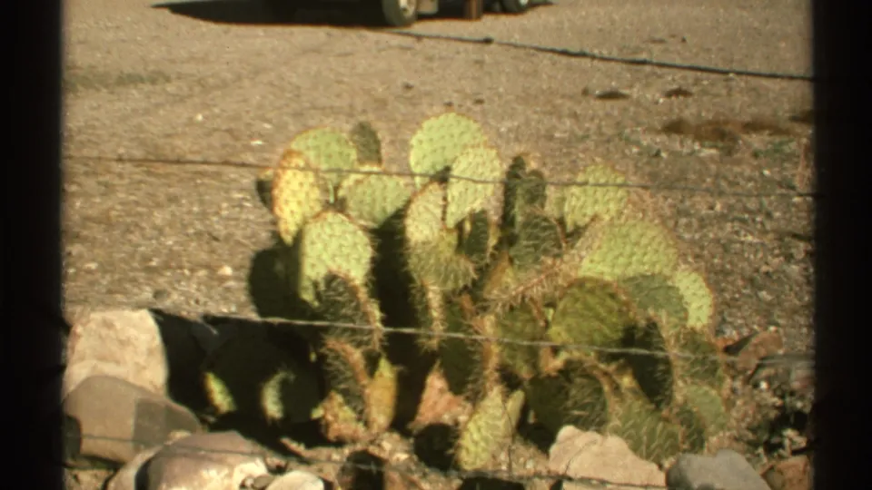 1972 Arizona 8mm frame showing prickly pear cactus pads clustered behind wire fence lines, with stones and sunlit desert soil nearby.