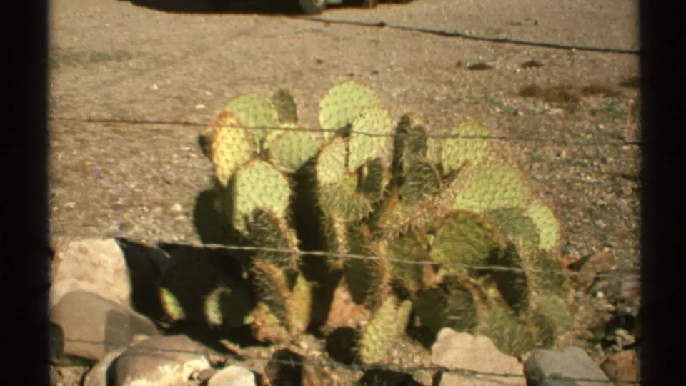 1972 Arizona 8mm frame of cactus pads, rocks, and sparse desert growth viewed through horizontal wire fence strands.