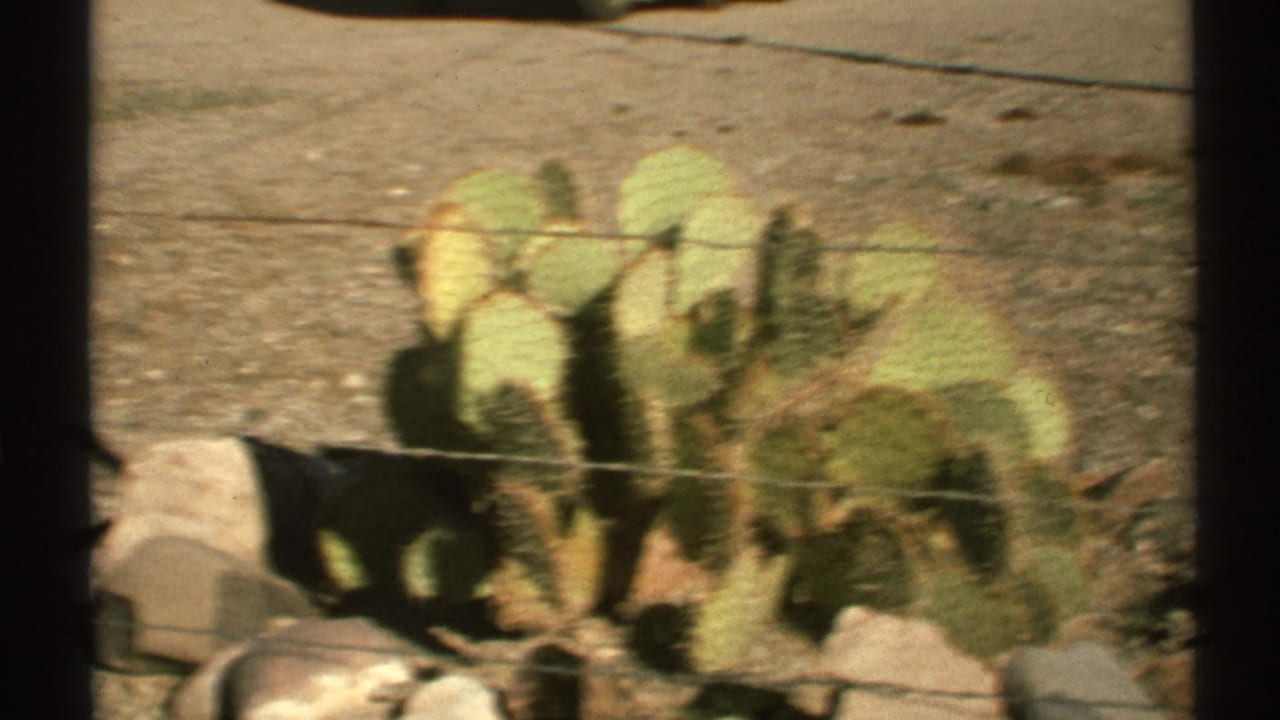 Prickly pear cactus pads behind fence wire on dry gravel ground.