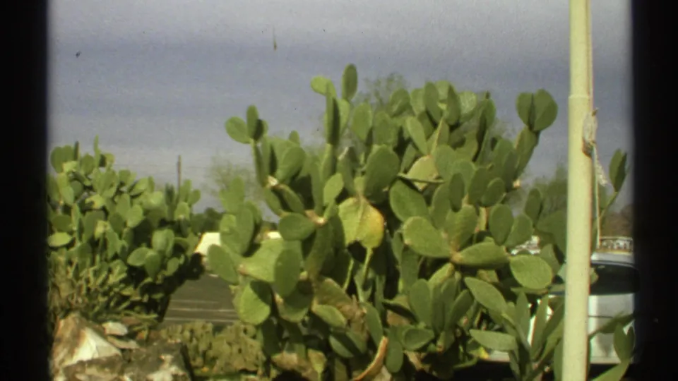 1972 Arizona 8mm frame showing green prickly pear cactus pads, a pale vertical pole, roadway edge, and a partly visible parked car.