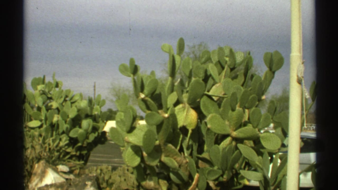 Prickly pear cactus pads fill the foreground with desert scrub and pale sky behind them.