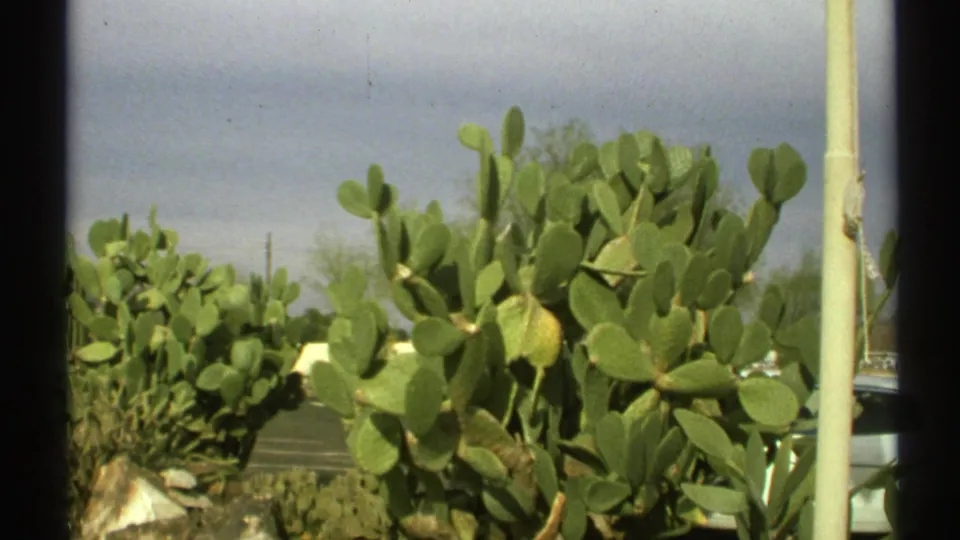 1972 Arizona 8mm frame showing dense prickly pear cactus in the foreground, low desert vegetation, rocks, and a pale sky.