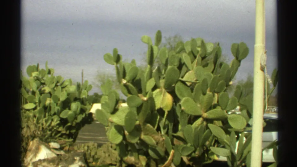 1972 Arizona desert frame with prickly pear cactus, scrub vegetation, rocks, pale sky, and a post-like vertical element near the right edge.