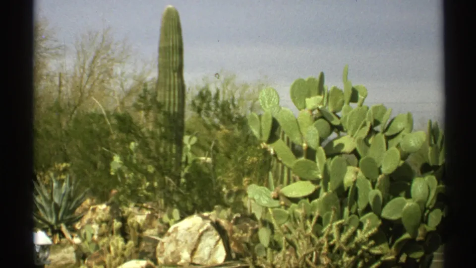 1972 Arizona 8mm frame showing a tall saguaro cactus behind prickly pear pads, scrub brush, rocks, and agave-like desert plants.