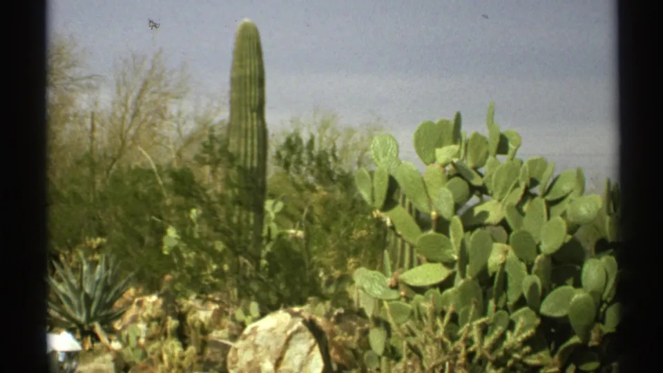 1972 Arizona desert view with a tall saguaro, prickly pear cactus, brushy vegetation, rocks, and visible 8mm frame borders.