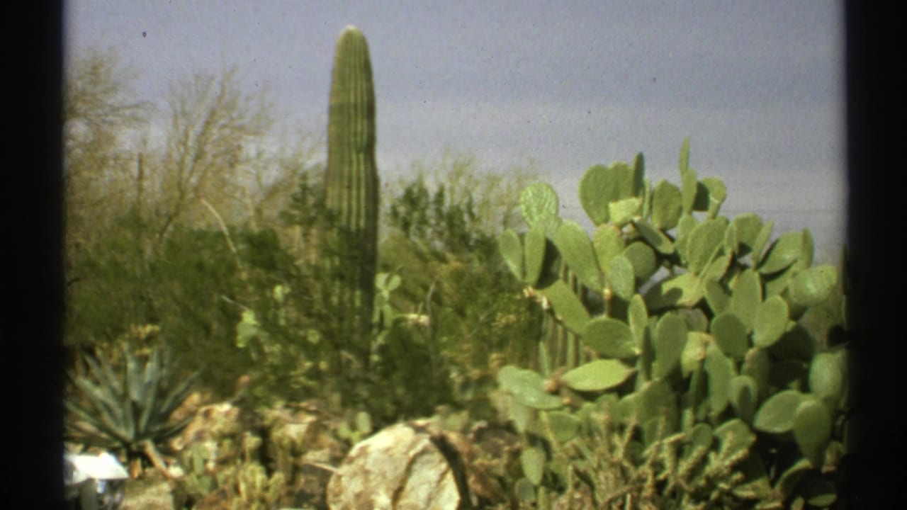 Saguaro and prickly pear cacti among desert shrubs and rocks under a pale sky.