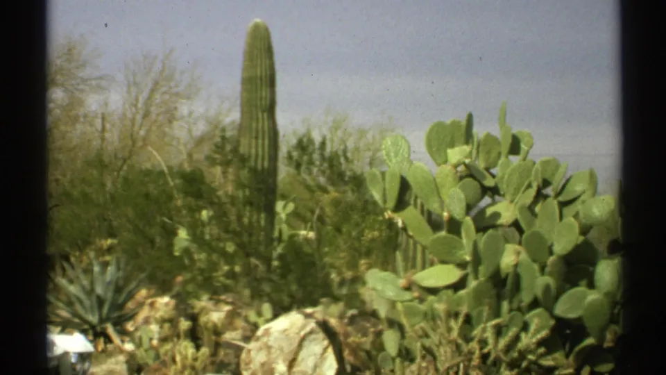1972 Arizona 8mm frame showing a tall saguaro behind prickly pear, agave-like plants, rocks, and desert shrubs.