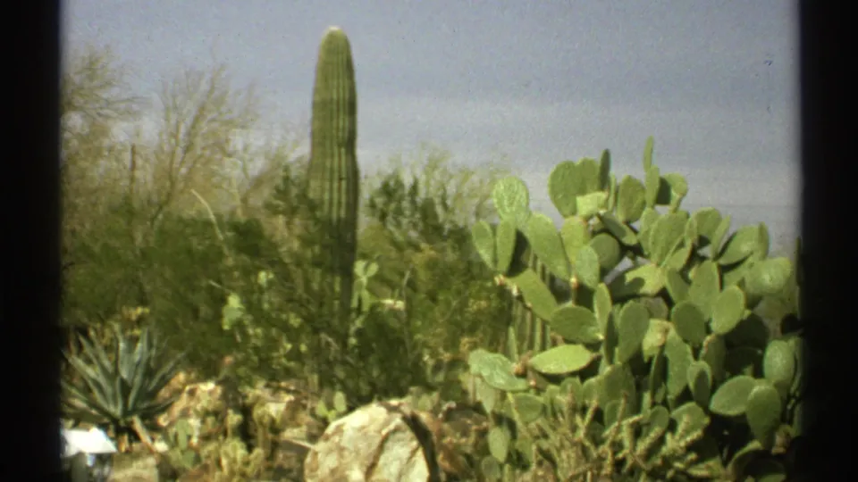 1972 Arizona desert view with a saguaro rising behind prickly pear pads, shrubs, rocks, and soft 8mm frame edges.