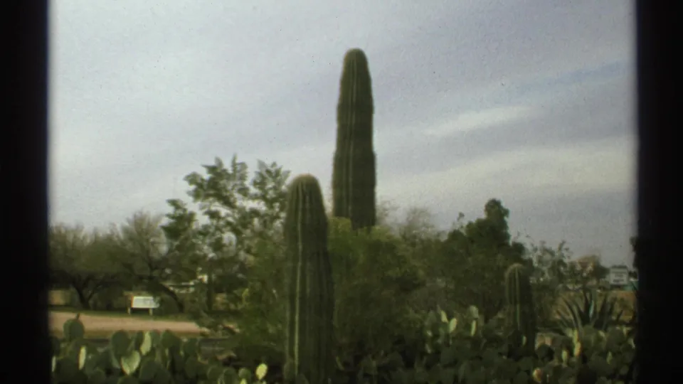 1972 Arizona 8mm frame with multiple saguaros, desert shrubs, prickly pear, a path area, small signs, and distant structures.