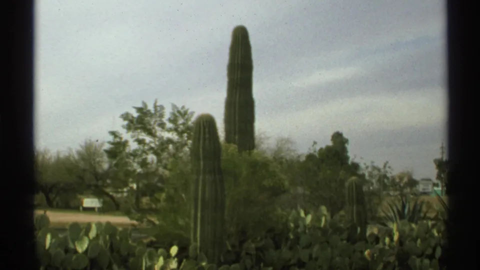 1972 Arizona desert frame showing tall saguaros, prickly pear, agave-like plants, shrubs, small signs, and distant structures.