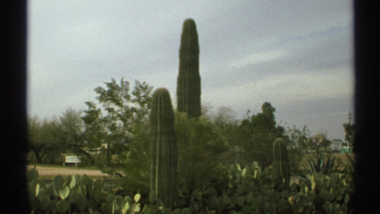 Tall saguaro cacti and prickly pear in an Arizona desert view under a pale sky.