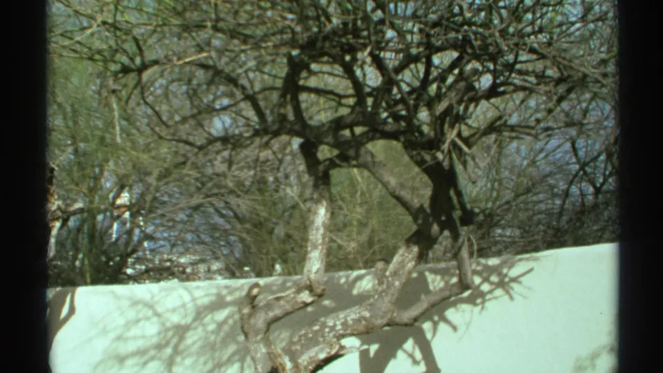 1972 Arizona home-movie view of bare, twisting tree limbs above a pale wall, with blue sky and 8mm frame edging visible.