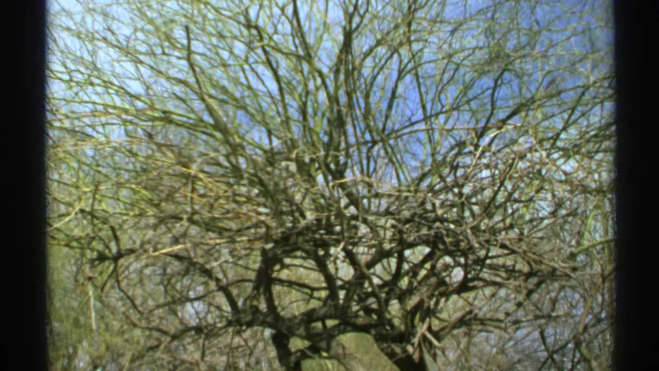 1972 Arizona home-movie frame showing tangled bare branches, blue sky, and muted desert greenery.