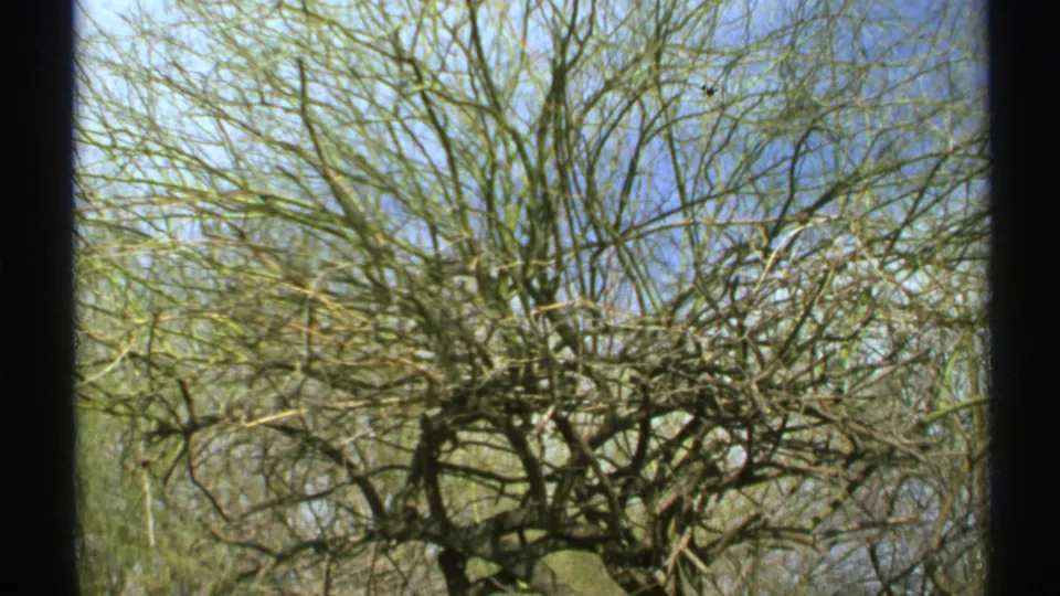 1972 Arizona 8mm frame with a leafless tree trunk and branching canopy seen in bright daylight.