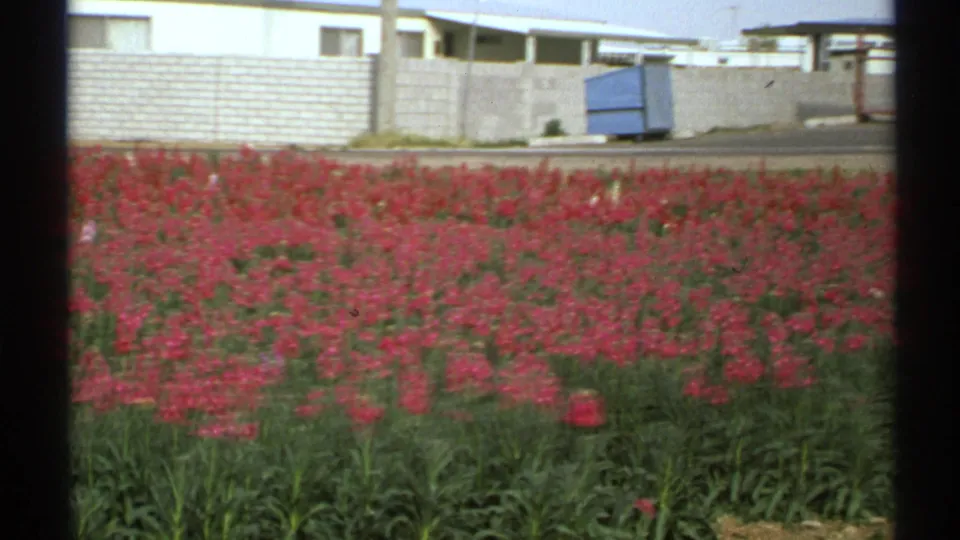 1972 Arizona exterior frame of red flowers in bloom, with a cinder block wall and low residential building beyond.