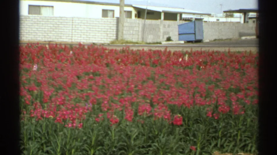 1972 Arizona home-movie frame with a broad red tulip bed, white wall, blue container, and low residential buildings.