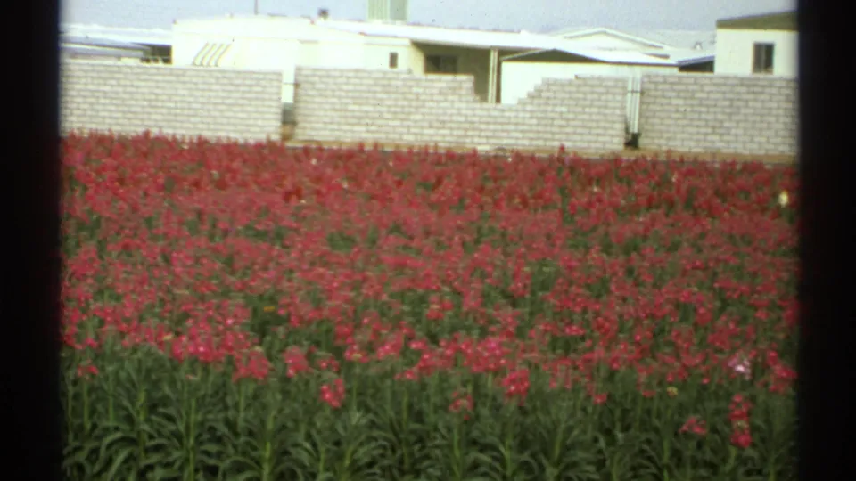 1972 Arizona 8mm frame showing red tulips and green foliage below a pale block wall and residential rooftops.