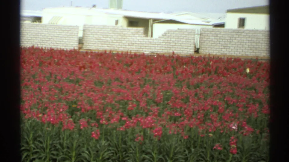 Final 1972 Arizona frame of red tulips, a pale wall, and low homes, bordered by dark 8mm frame edges.