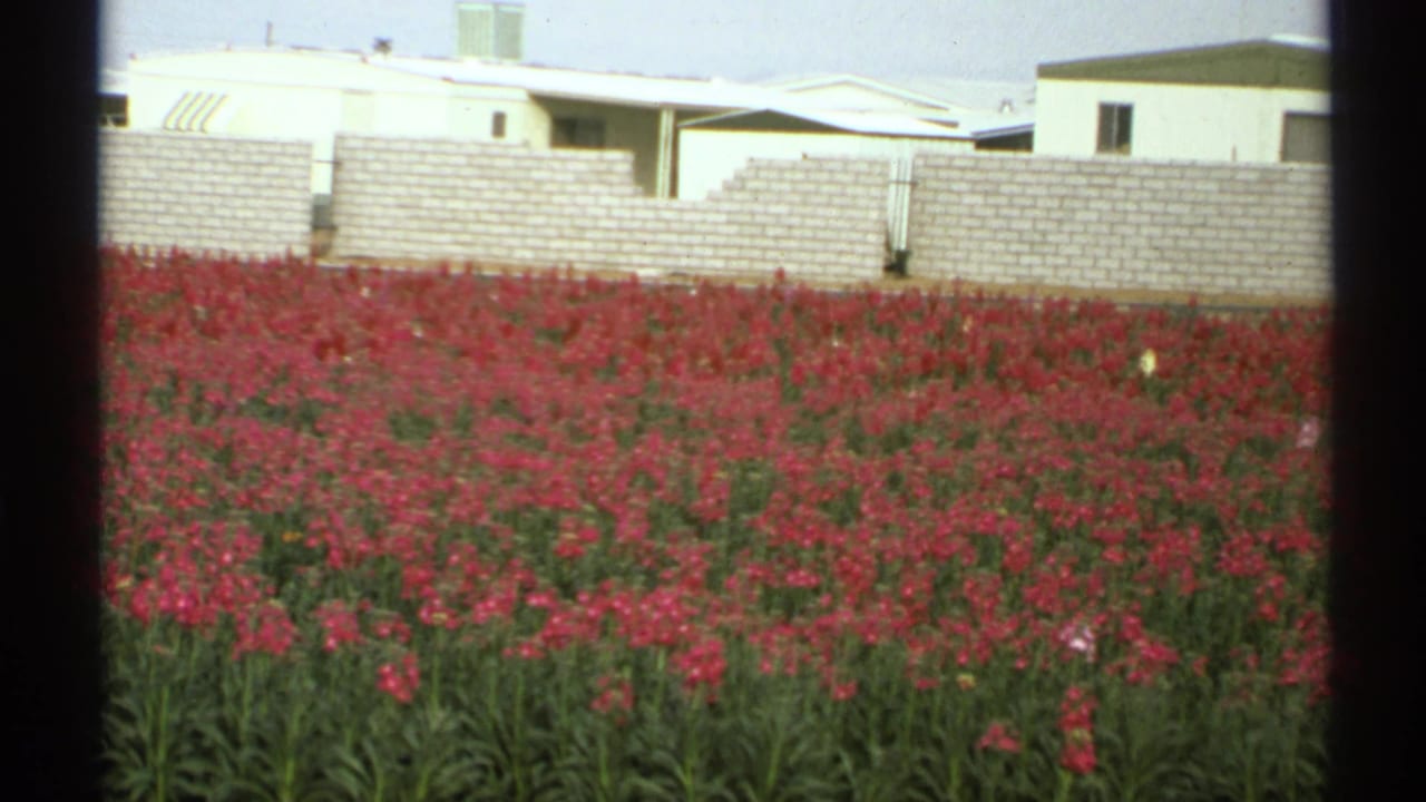 1972 Arizona 8mm frame of red flowers in front of a white masonry wall and low suburban buildings, viewed through dark vertical bars.