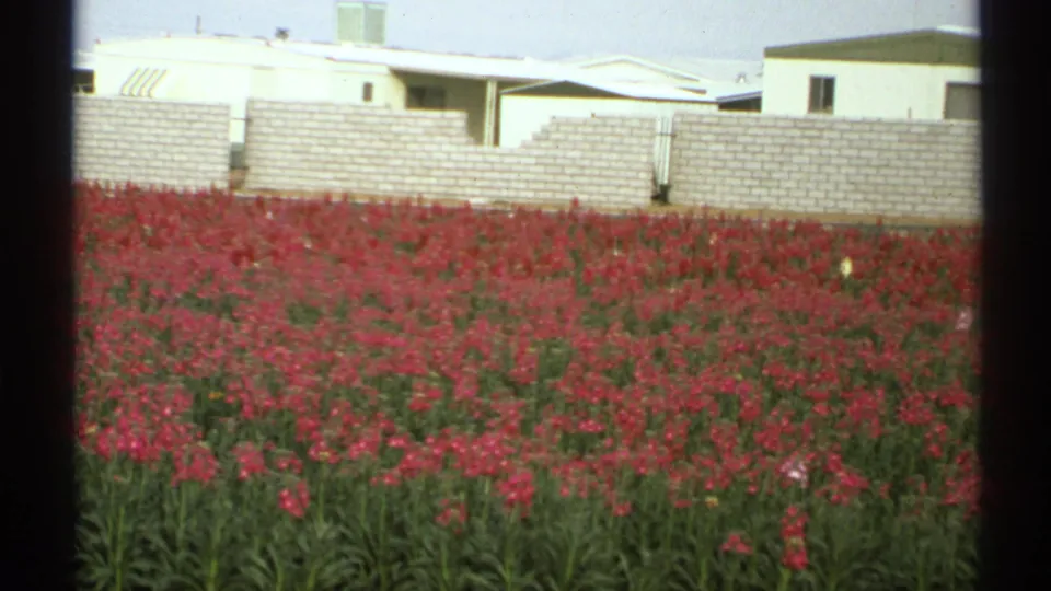 1972 Arizona 8mm frame of red flowers in front of a white masonry wall and low suburban buildings, viewed through dark vertical bars.