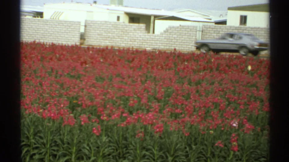 1972 Arizona 8mm frame showing red flowers, a white wall, low buildings, and an older car moving along the road behind the wall.