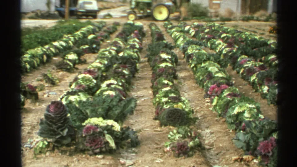 1972 Arizona 8mm frame of orderly ornamental cabbage or kale rows in a field, with a green tractor and vehicle near the far edge.