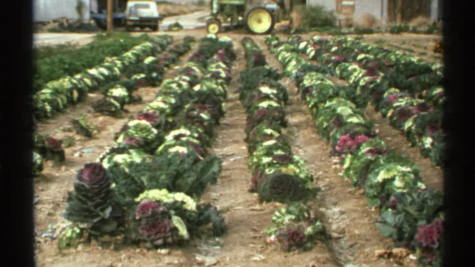 1972 Arizona 8mm frame showing neat rows of ornamental cabbage or kale in soil, with a tractor and vehicle visible in the distance.