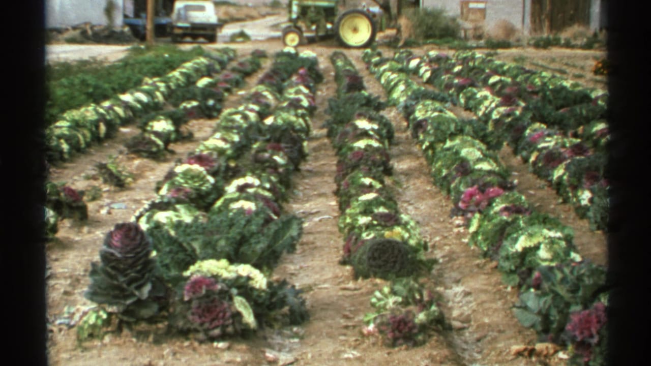 Rows of ornamental kale lead toward a tractor, vehicle, and rustic building.
