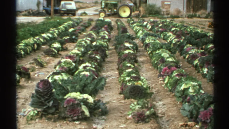 1972 Arizona home-movie frame of cultivated ornamental kale rows, with variegated foliage and farm equipment behind them.