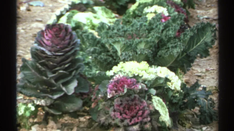 Close 1972 Arizona 8mm view of ornamental kale heads with purple centers, green leaves, and pale variegated edges.
