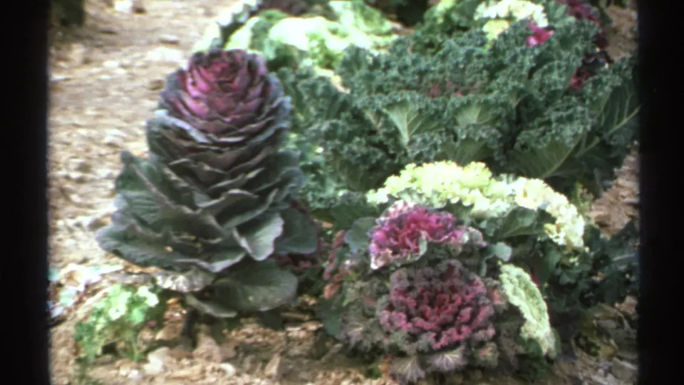 1972 Arizona frame showing a tight home-movie view of ornamental kale foliage, including purple, green, and pale variegated leaves.
