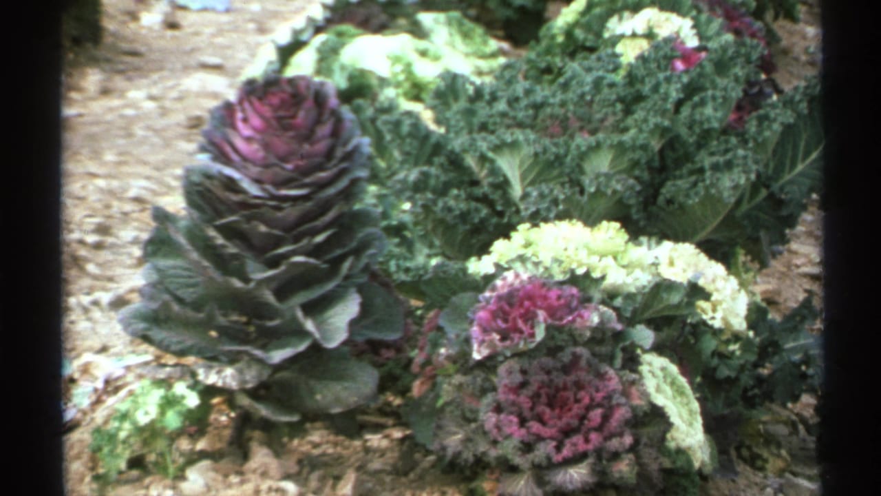 1972 Arizona 8mm frame of ornamental kale with purple and green rosettes in a sunlit garden bed.