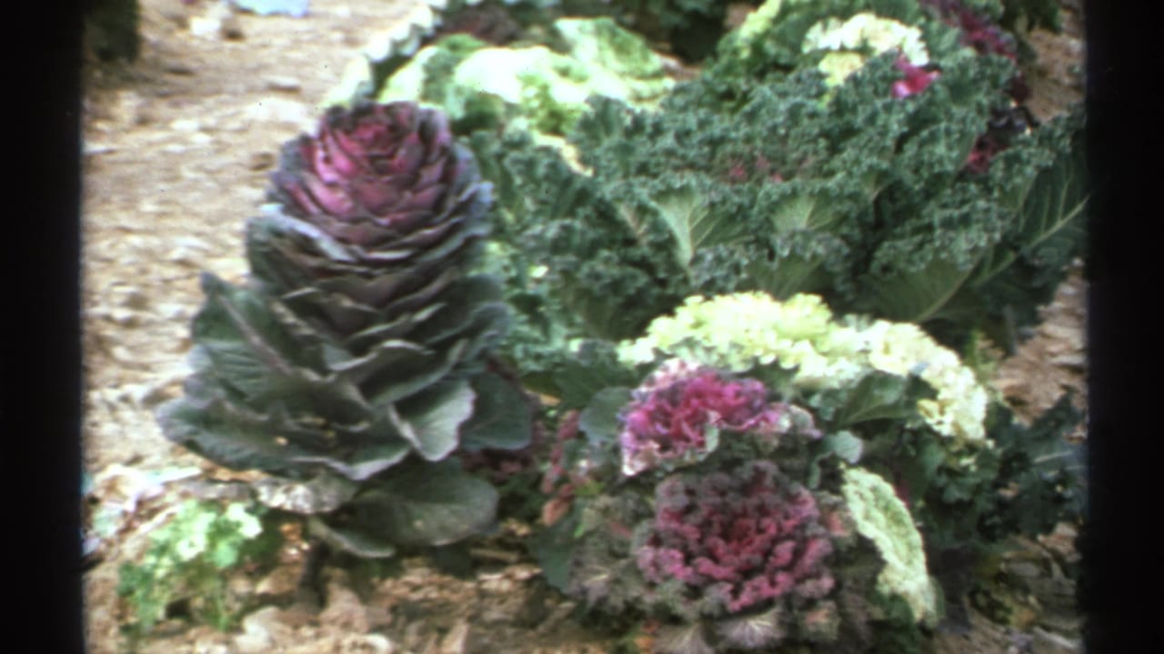 Decorative kale and leafy plants arranged in a garden bed.