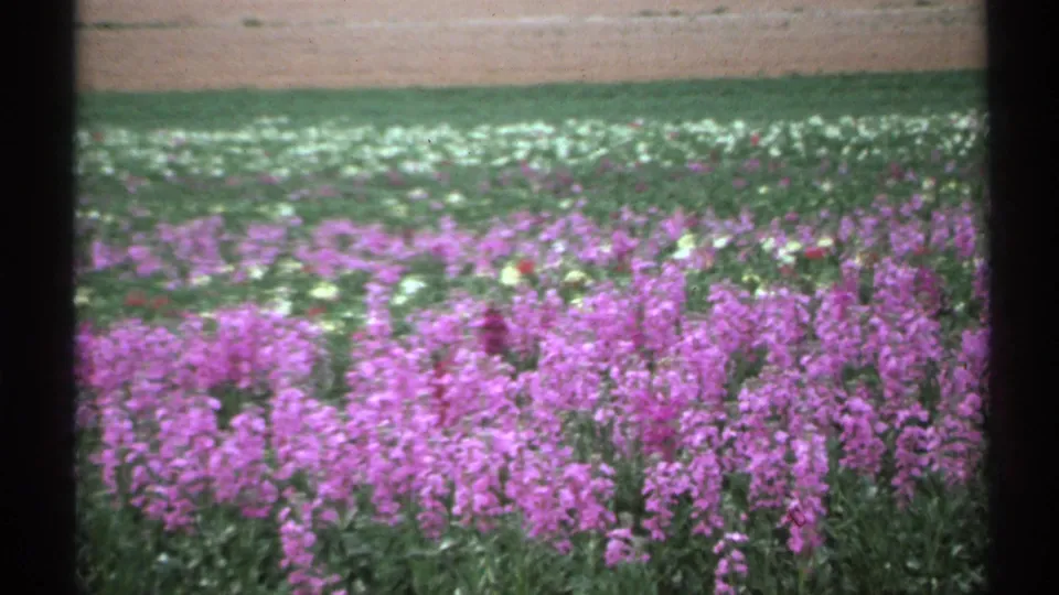 1972 Arizona 8mm view of a low field of purple and white flowers under bright outdoor light.