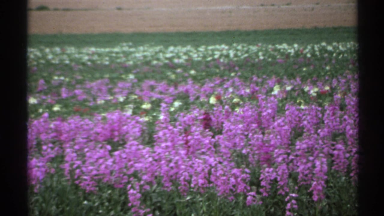 Rows of purple and white flowers in a field with a dirt strip beyond.