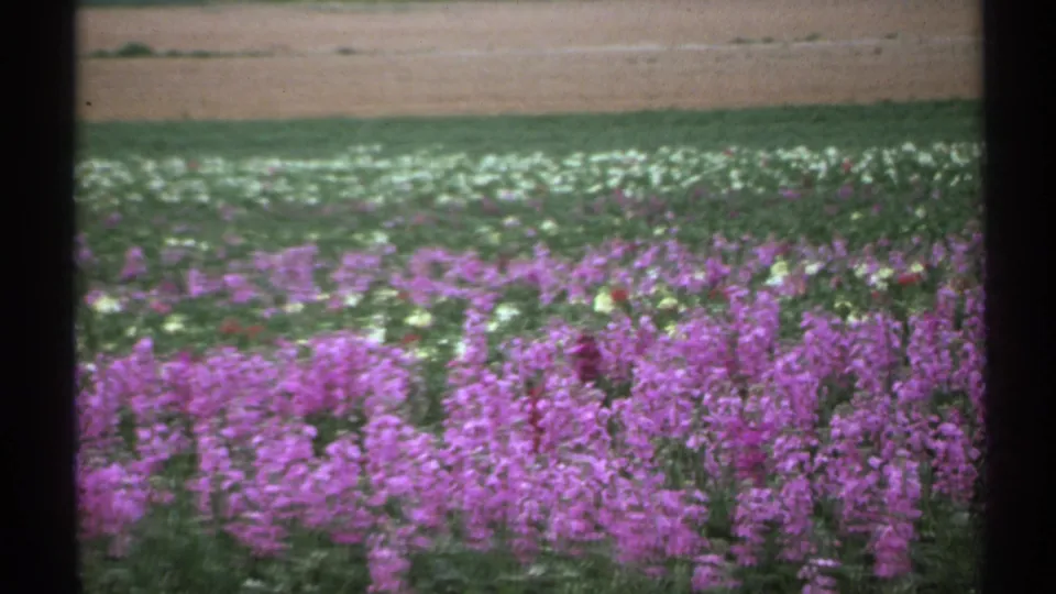 Vintage 8mm view of an Arizona flower field with dense purple blooms and lighter flowers beyond.