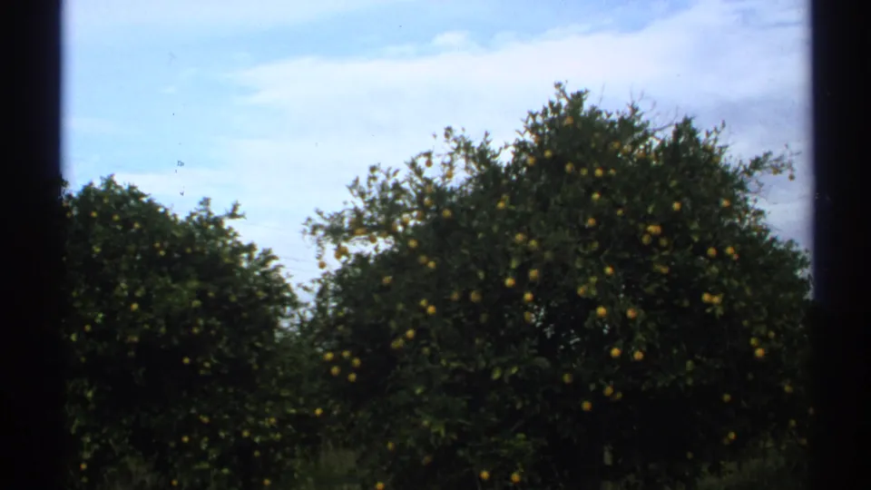 1972 Arizona home-movie frame showing citrus trees heavy with fruit beneath a bright sky.