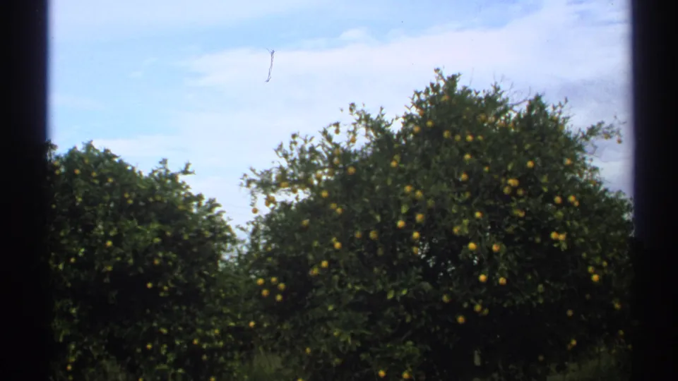 Vintage 8mm frame of an Arizona orange grove with dense foliage, visible fruit, and light clouds overhead.