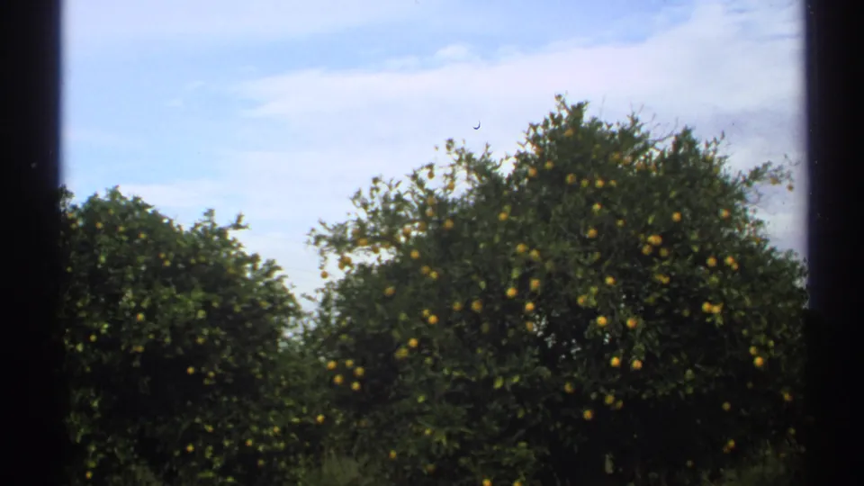 Wide 8mm home-movie view of an Arizona citrus grove, with ripe oranges scattered through dense green trees.