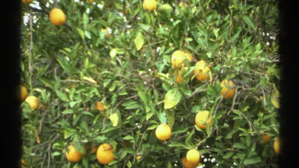 Closer 1972 Arizona 8mm view of oranges hanging from leafy citrus branches in bright daylight.