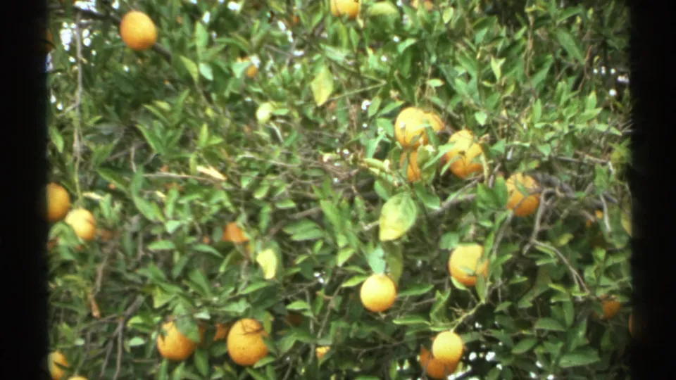 Close 8mm frame of an Arizona citrus tree, with ripe oranges among dense green foliage and handheld film texture.